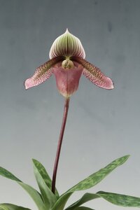 値引再出品！ 洋蘭 原種 パフィオ TA11799 PAS0807 Paph. superbiens x sib (