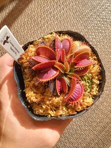 食虫植物 Dionaea muscipula marduk MC ハエトリソウ