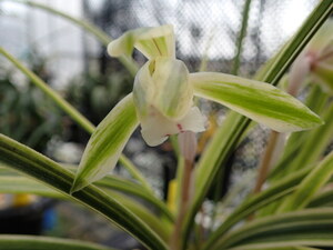 ５８　日本春蘭　華厳（けごん）蕾１　細葉　花参考写真　★雪国家蘭園　送料９００円全国均一　複数同一金額★