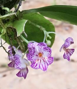 Phalaenopsis appendiculata Borneo 4 希少な現地由来個体 原種洋蘭 野生ラン 第四種郵便速達可