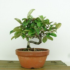 盆栽 夏茱萸 樹高 約15cm なつぐみ Elaeagnus multiflora ナツグミ グミ科 落葉樹 観賞用 小品 現品