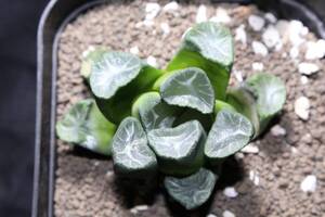 万象　山本万象　Haworthia　ハオルチア