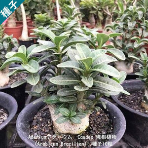 多肉植物 塊根植物 種子 種 キョウチクトウ科 Caudex Adenium Arabicum Brazilian アデニウム アラビカム ブラジリアン　種子10粒