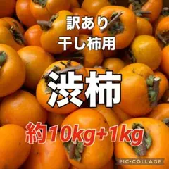 10 干し柿用渋柿　訳あり　家庭用約10kg+1kgおまけ中