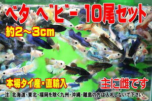 ベタ ベビー 10尾セット★全長2～3cm前後・本場タイ産直輸入・主に雌です・適格請求書発行可能【お届け地域制限有】100