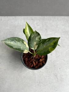 Aglaonema Suvarnabhumi アグラオネマ スワンナプーム E23