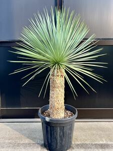 ユッカ ロストラータ Yucca rostrata 太株