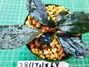 ◎2811TNX69　 (自家栽培）水草　ブセファランドラ　Bucephalandra sp. インボイス名不明TNX69