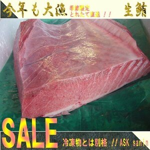 2本、生まぐろ「カワラ3kg位」王様のトロ、贅沢です！！（不定貫）目利きの選んだ!! 山陰境港産（予約販売）