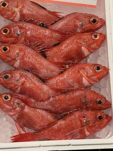 高級魚　きんき　キンキ　１尾約100〜２００g １kg