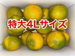 【超特大】味に当たりハズレなし！見た目を裏切る美味しさ【熊本産スイートスプリング】4Lサイズ約5kご家庭用　熊本フルーツ堂56