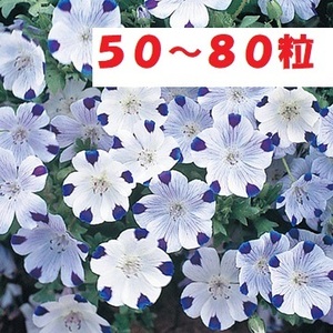 【花の種】ネモフィラ　マクラタ　0.5ｍｌ50粒以上 ファイブスター
