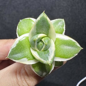 【Lj_plants】Q132 多肉植物アガベ 王妃A型 笹の雪錦 鮮明錦 極上錦 覆輪錦 四季の安定錦 丸い叶 コンパクト包葉形 胴切り 発根済み 美株