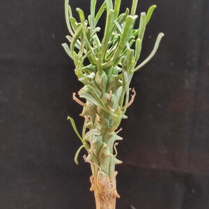 1447 塊根植物 闘牛角 ユーフォルビア スコエンランディ 希少株 実生株【発根 Euphorbia schoenlandii 闘牛角 塊根植物】