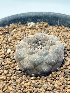 Copiapoa hypogaea cv. Lizard Skin ブラック リザードスキン コピアポア ヒポガエア 原産地南米チリ 抜き苗は送料込 現地球カキコ発根済み