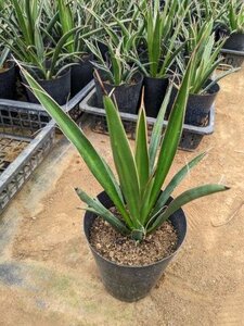 ◇ユッカ・カルネロサーナ S 実生苗◇Yucca carnerosana・カルネロサナ【送料Ｓ】