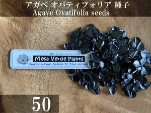 アガベ オバティフォリア 種子 50粒+α Agave Ovatifolia 50 seeds+α 種