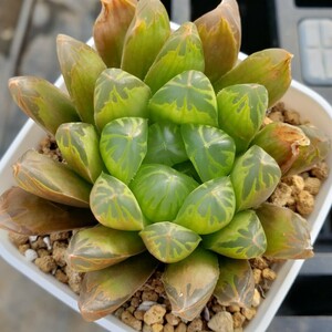 多肉植物 ハオルチア オブツーサ交配 Haworthia