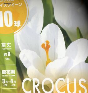 クロッカス白　10球