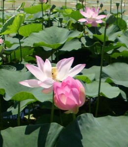 送料無料！！　地球上最古最古の花　大賀ハスの種　５粒　