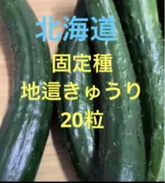 自然栽培　北海道　地這きゅうり　固定種　20粒