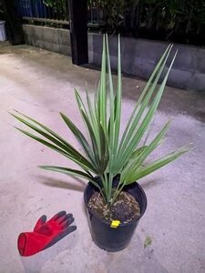 11/14撮影・現品◇サバルヤシ パルメットヤシ 7号鉢植え◇ Sabal palmetto◇強耐寒性（品番YE）