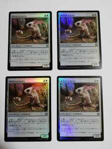 MTG マジックザギャザリング 峡谷のトビネズミ foil 日本語版 4枚セット