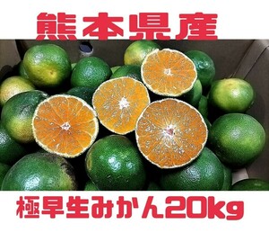 初物！熊本河内産極早生みかん20kg