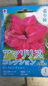 ３袋以上でクーポン割引 アマリリス ピンクシンフォニー １袋 球根 タキイ 郵便は送料無料 フレッシャーズ 希少