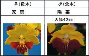 80えびね欄　２８０　家康×陽菜　２本立ち　1-2作以降初花見込苗　山野草エビネラン