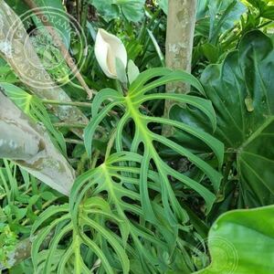 ＫＮ　モンステラ(ホウライショウ属）　‘バールマルクスフレイム‘（MONSTERA `BURLE MARX FLAME`）　　　　　0.8Ｍ以下