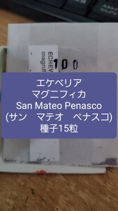 エケベリア　マグニフィカ, San Mateo Penasco 種子15粒