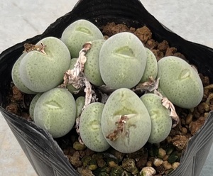 コノフィツム　Conophytum taylorianum ssp.ernianum PVB9478 ④