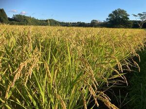 新米 令和6年度 宮崎県産 「ヒヨクモチ」 天日干し もち米 白米 5kg