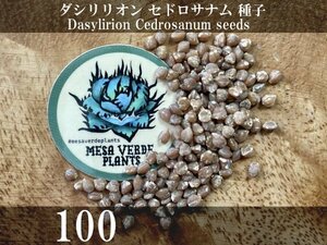 ダシリリオン セドロサナム 種子 100粒+α Dasylirion Cedrosanum 100 seeds+α 種