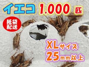 ヨーロッパイエコオロギ イエコ 成虫 XL サイズ 20mm以上 紙袋配送 1000匹 生餌 死着保証10% 爬虫類 両生類 トカゲ カエル [3717:gopwx2]