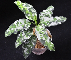 アグラオネマ ピクタム ”アンダマン” ポートブレア北部産 Aglaonema pictum 