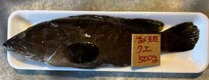 【和歌山産】 　活〆天然クエ　（500ｇ）　冷凍　刺身OK　