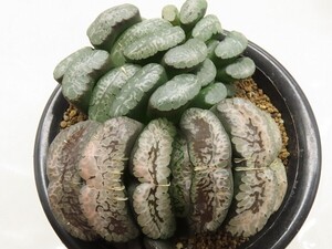 ■[W033]大星雲(白マンモス)実生【多肉植物　Haworthia　ハオルチア　ハオルシア】