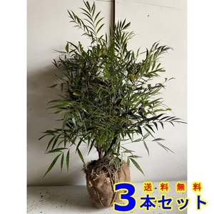 植木 マホニアコンフューサ (ヒイラギナンテン) 根巻 3本 樹高0.6ｍ前後 根巻 植木　苗木　シンボルツリー　生垣