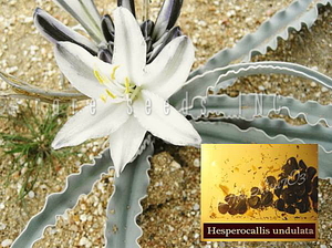 激レア！魅惑！砂漠のユリ Hesperocallis undulate 種子5粒+説明ラベル付き　γ **ц** θ 　⑧