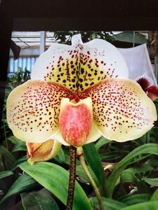 洋蘭　パフィオ　Paph Paphiopedilum Dream Spot ‘Firework’