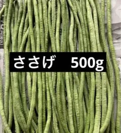 自宅栽培　ささげ　500g