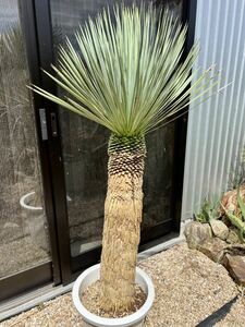 ユッカ ロストラータ Yucca rostrata ②太株