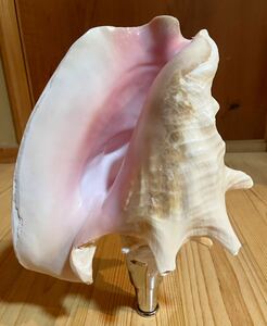希少特大肉厚桃色法螺貝（ピンク貝）法螺貝　ほら貝　ホラガイ　コンク貝
