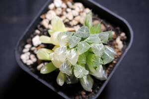 Haworthia / オブツーサ交配錦　ハオルチア　管理247