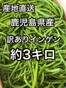 鹿児島県産　訳ありインゲン　約3キロ　3