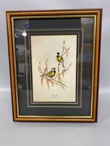 【模写】GREAT FIT BY JOHN GOULD 額絵 中古保管品 / 現状品 美品 CONSORT PICTURES アイルランド 動物 鳥【0427k-4】