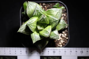 Haworthia/ホワイトウルフ　ハオルチア