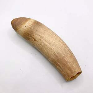 蘇や(HaY396)　抹香鯨　歯　約104ｇ　マッコウクジラ　骨董　天然素材　中古品　コンパクトサイズ
